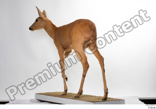 Deer Doe 2 whole body 0007.jpg